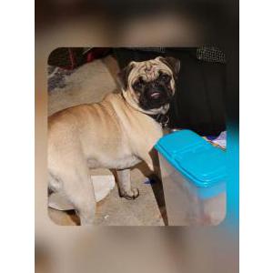 2nd Image of Cooper, Lost Dog