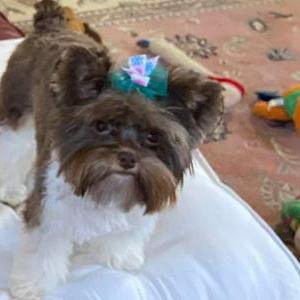 Image of Ginger, Lost Dog