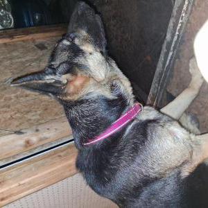 Image of Chipotle, Lost Dog