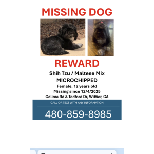 Image of Sweetie, Lost Dog