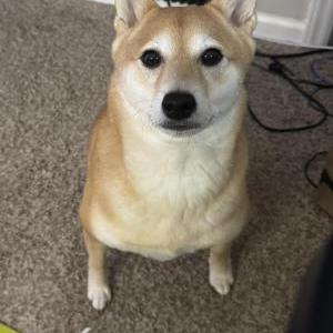 Image of Mia, Lost Dog