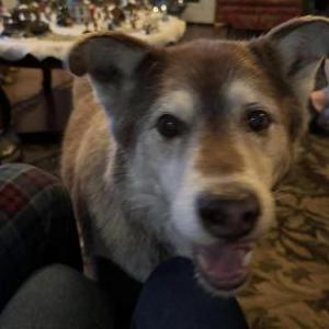 Image of Cy, Lost Dog