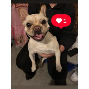 Image of unknown, Found Dog