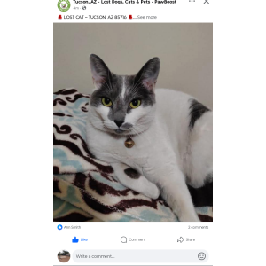 Image of Macarena, Lost Cat