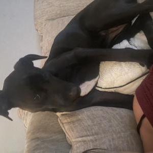 Image of Ariya, Lost Dog