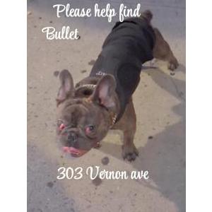 Image of Bullet, Lost Dog