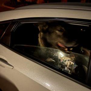 Image of Unknown, Found Dog