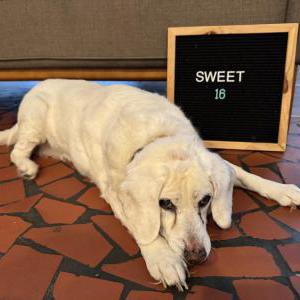 Image of Poppy, Lost Dog