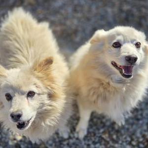 Image of Unknown, Found Dog