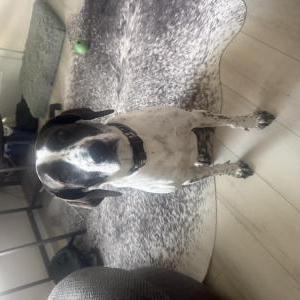 Lost 1 Rodger (Virginia)