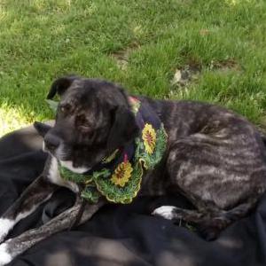 Image of Nami, Lost Dog