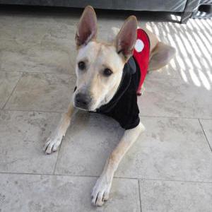 Image of Miles, Lost Dog