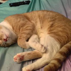 Image of Na'vi, Lost Cat