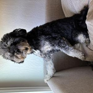 Image of Kona, Lost Dog