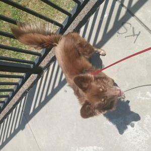 Image of Choco, Lost Dog