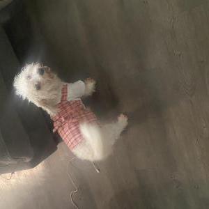 Image of Bella, Lost Dog