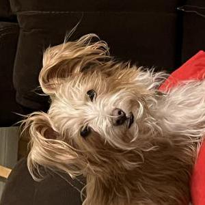 Image of Chewie, Lost Dog