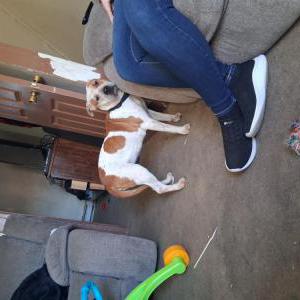 Image of baby, Lost Dog