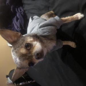 Image of Nyla, Lost Dog