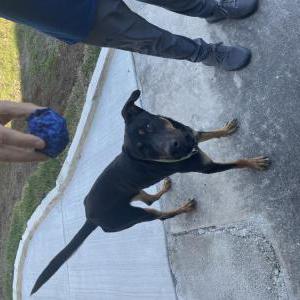 Image of Unknown, Found Dog