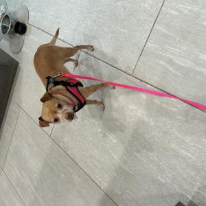 Image of unknown, Found Dog