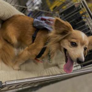 Image of Penny, Lost Dog