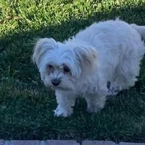 Image of Lola, Lost Dog