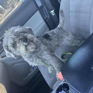 Image of Minnie, Lost Dog