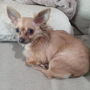 Image of Shasta, Lost Dog