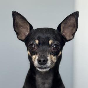 Image of Átomo, Lost Dog