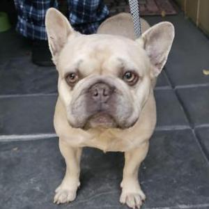 Image of Unknown, Found Dog