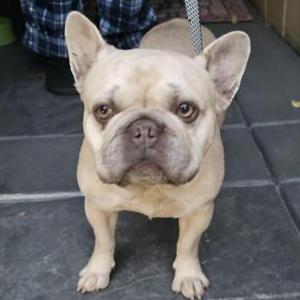 Image of Unknown, Found Dog