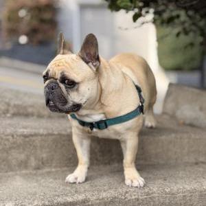 Image of Hank, Lost Dog