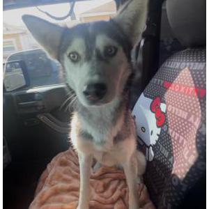 Image of Coca, Lost Dog