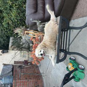 Image of Spikey, Lost Dog