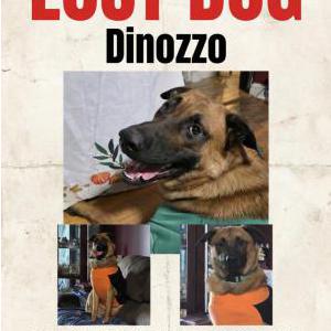 Image of Dinozzo, Lost Dog