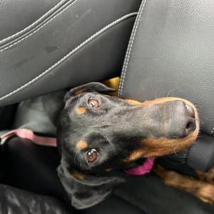 Image of Rizzo, Lost Dog