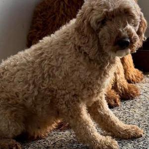 Lost 1 Cheer (Pennsylvania)