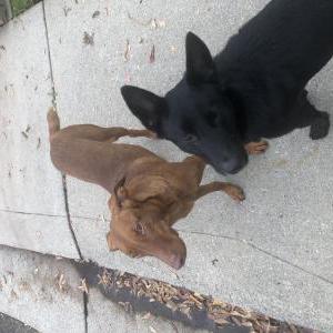 Image of Unknown, Found Dog