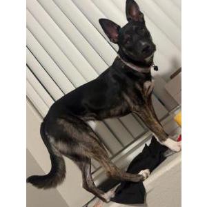 Image of Chaia, Lost Dog