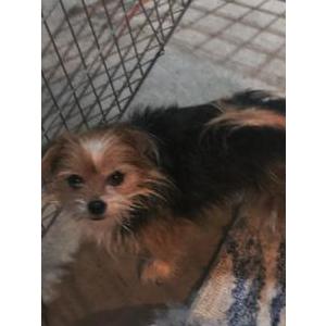 Image of Unknown, Found Dog