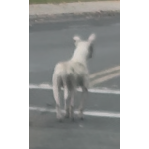 Image of Baby, Lost Dog