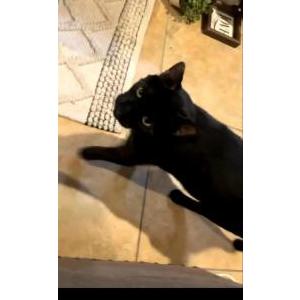 Image of Jackson, Lost Cat