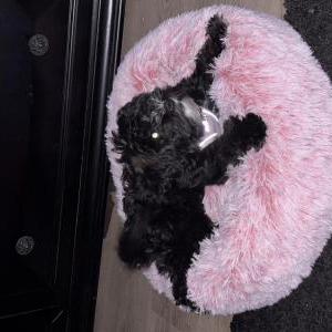 Image of Bella, Lost Dog