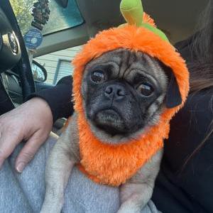 Image of phantom, Lost Dog