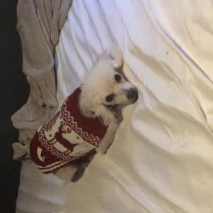 Image of Bailey, Lost Dog