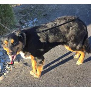 Image of Unknown, Found Dog