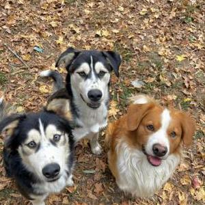 Image of Scrappy Benji Duke, Lost Dog