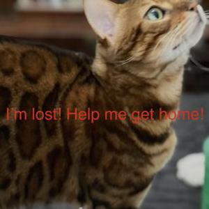 Image of Yumi, Lost Cat