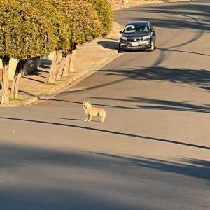 Image of Unknown, Found Dog